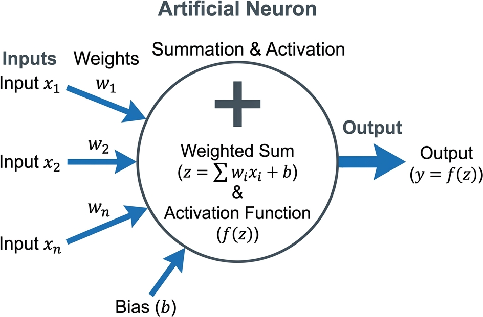 Comparing a biological brain neuron to an artificial math node in a computer